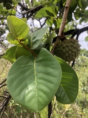 Annona crassiflora