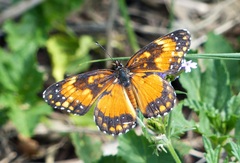 Chlosyne lacinia saundersi