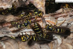 Vespula koreensis