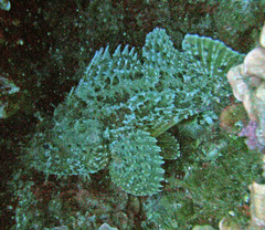 Scorpaena scrofa