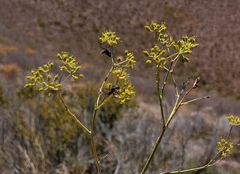 Anginon swellendamense