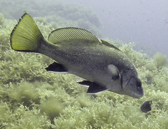 Sciaena umbra