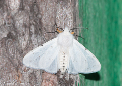 Arctiinae