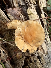 Hygrophorus flavodiscus