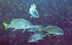 Sciaena umbra