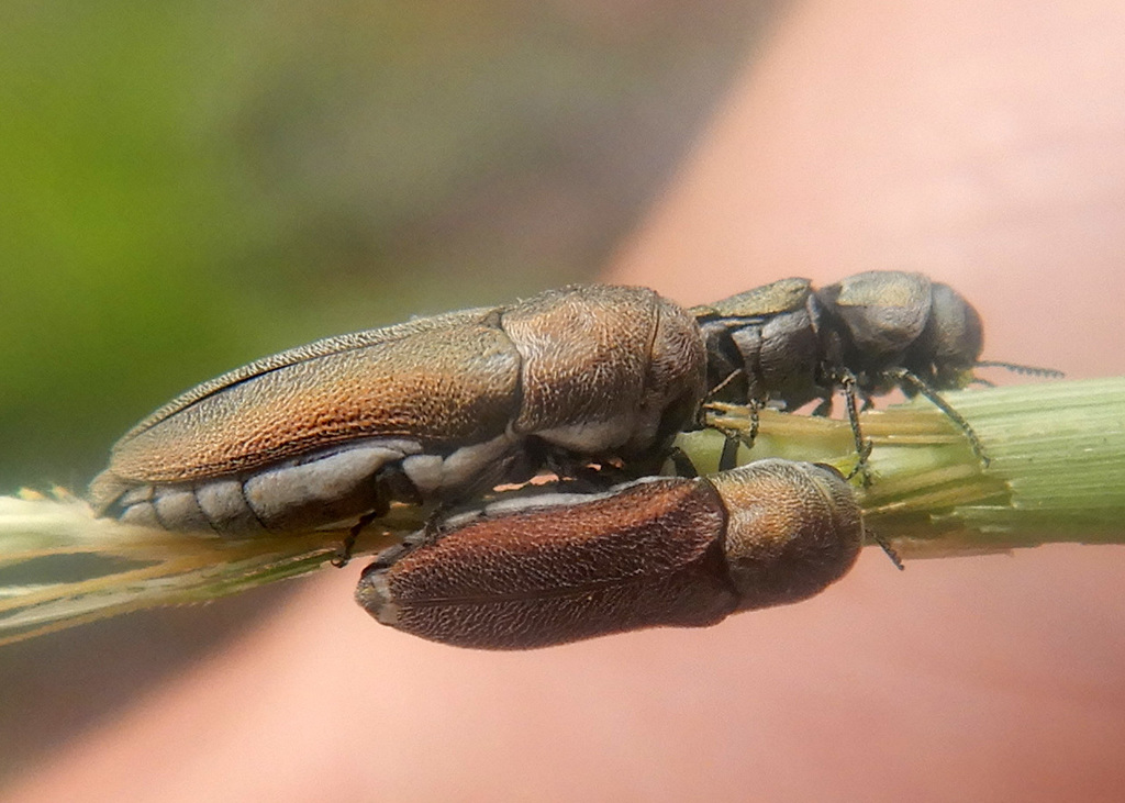 Dinocephalia leucogaster