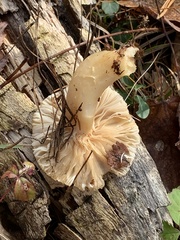 Hygrophorus flavodiscus
