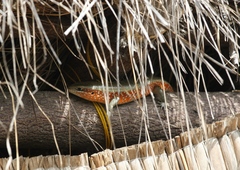 Trachylepis perrotetii