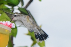 Cynanthus latirostris