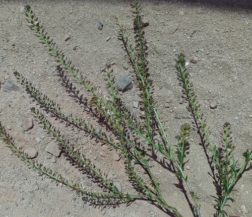 Lepidium africanum