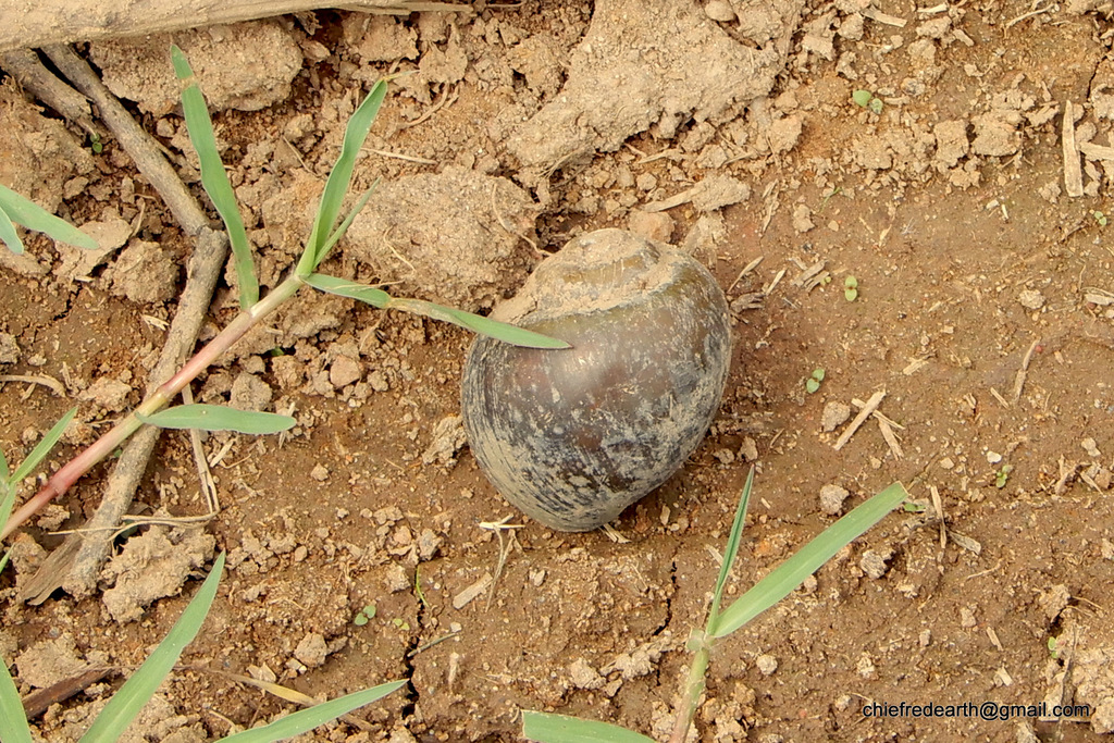 Pila virens