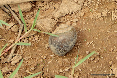 Pila virens