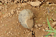 Pila virens