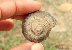 Pila virens