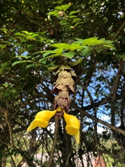 Gmelina philippensis