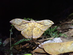 Pselaphelia gemmifera