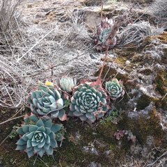 Echeveria subalpina