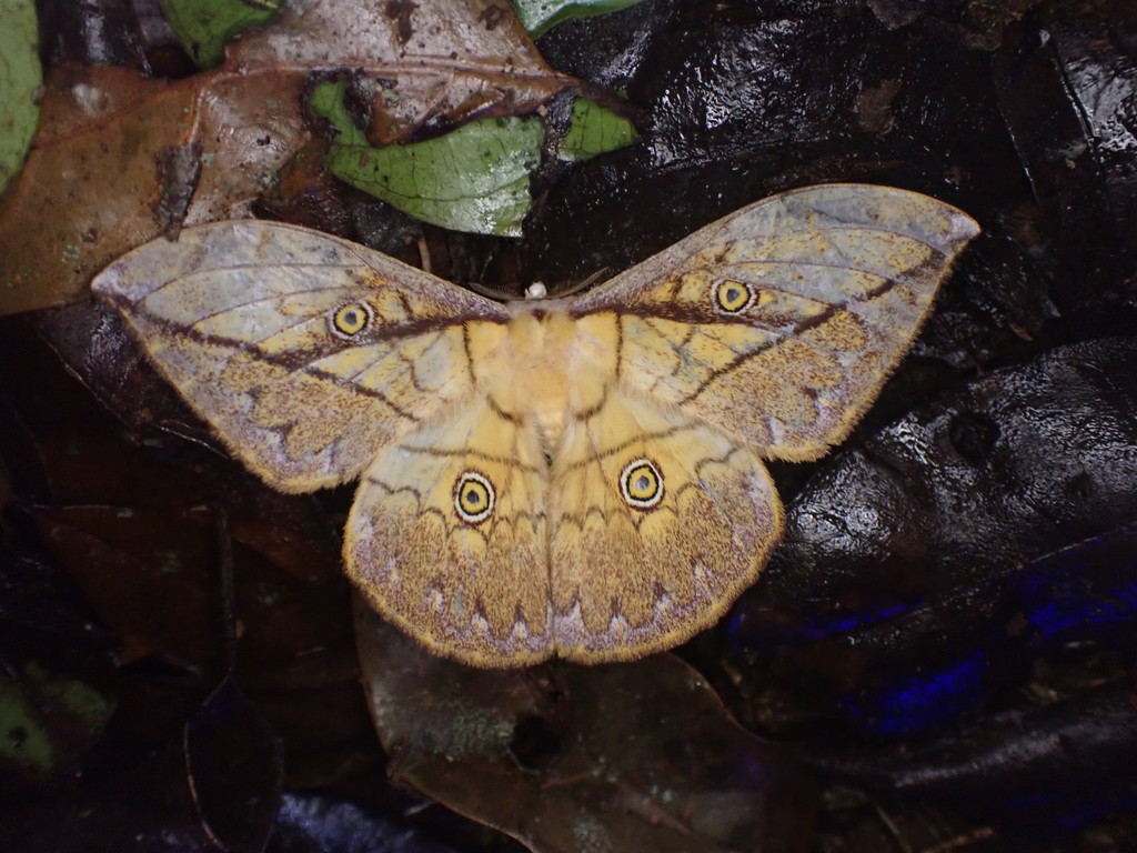 Pselaphelia