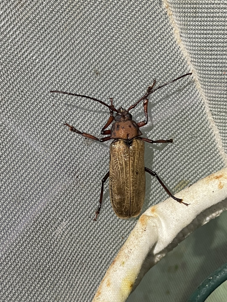 Lachneophysis
