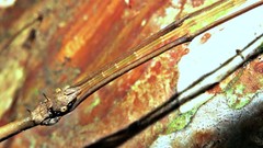 Ceroys perfoliatus