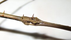Ceroys perfoliatus