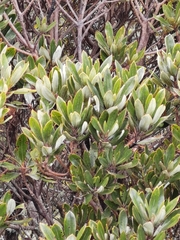 Comarostaphylis arbutoides