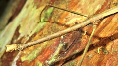 Ceroys perfoliatus