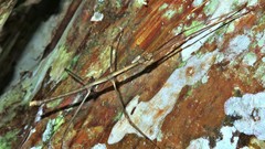 Ceroys perfoliatus