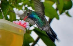 Cynanthus latirostris