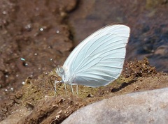 Ascia monuste automate