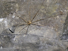 Amilenus aurantiacus
