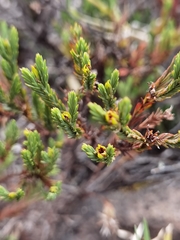 Hypericum costaricense