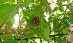 Protopolybia exigua