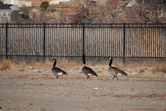 Branta canadensis parvipes