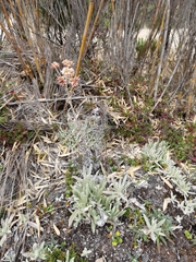 Pseudognaphalium rhodarum