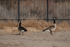 Branta canadensis parvipes