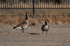 Branta canadensis parvipes