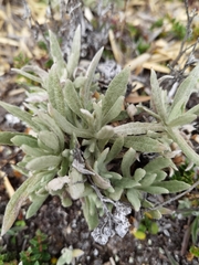 Pseudognaphalium rhodarum