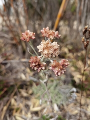 Pseudognaphalium rhodarum