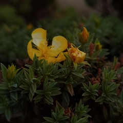 Hypericum irazuense