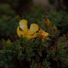 Hypericum irazuense