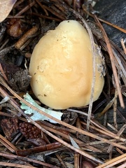 Hygrophorus flavodiscus