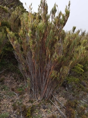 Chusquea subtessellata