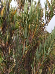 Chusquea subtessellata