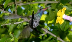 Cynanthus latirostris