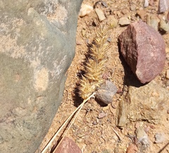 Tribolium hispidum