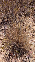 Tribolium hispidum