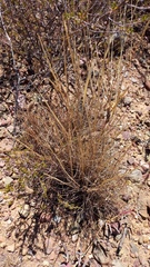 Tribolium hispidum