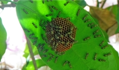 Protopolybia exigua