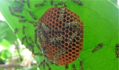 Protopolybia exigua